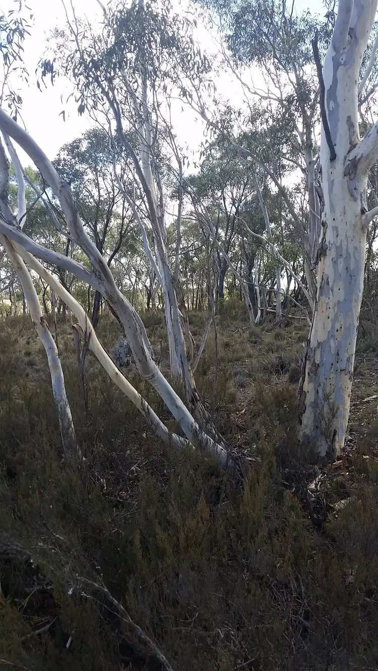 Seventh view of Homely rural property listing, 34 Farringdon Road, Bombay NSW 2622