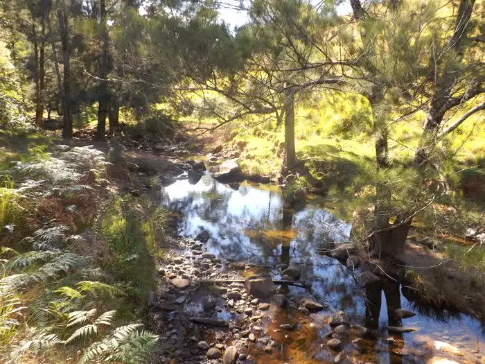 Fifth view of Homely rural property listing, 3322 Mirannie Road, Singleton NSW 2330