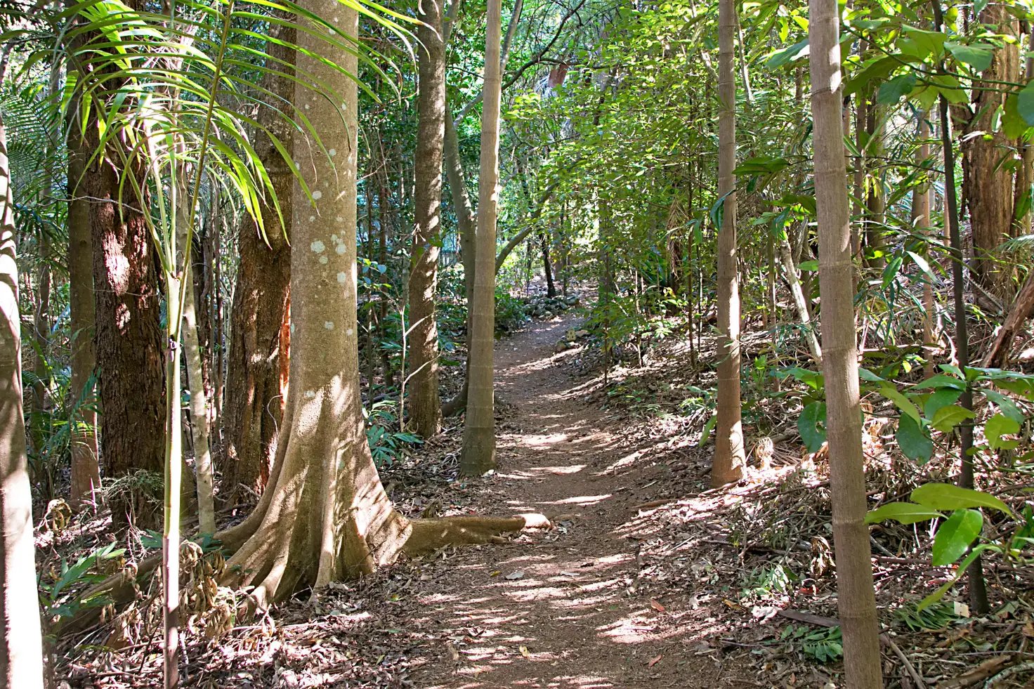 Main view of Homely rural property listing, 29 Garden of Eden Road, Tomewin NSW 2484