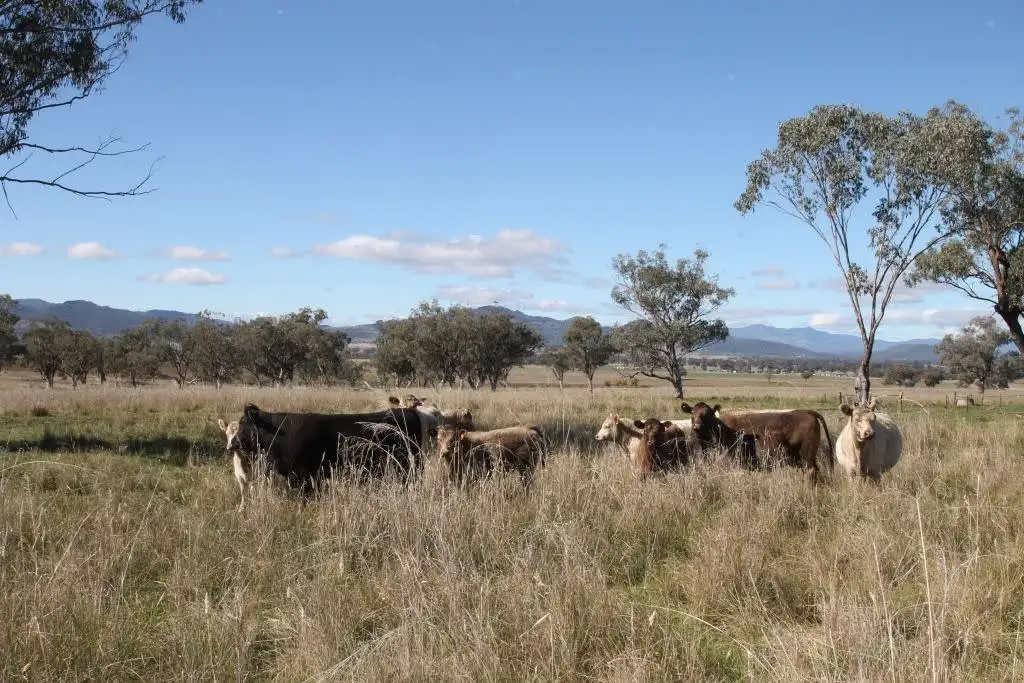 Main view of Homely rural property listing, Lot 12 Werris Creek Road, Quirindi NSW 2343