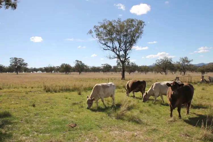 Fourth view of Homely rural property listing, Lot 12 Werris Creek Road, Quirindi NSW 2343