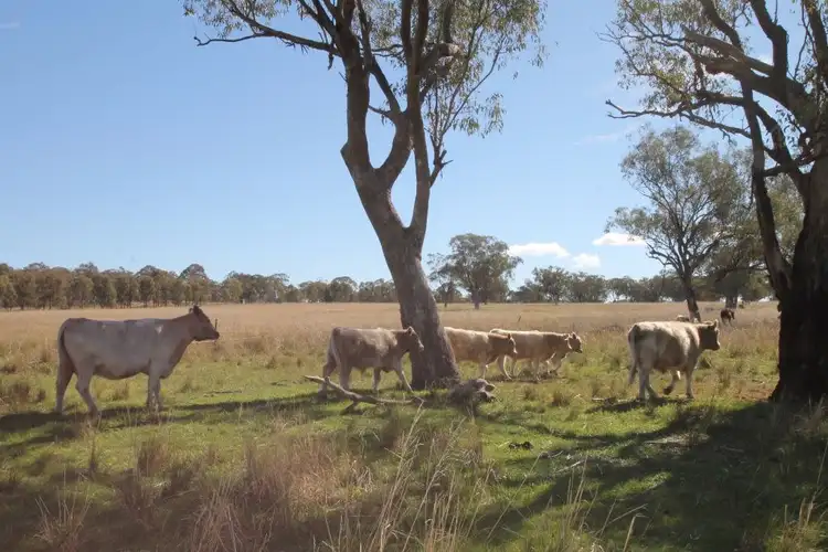 Sixth view of Homely rural property listing, Lot 12 Werris Creek Road, Quirindi NSW 2343