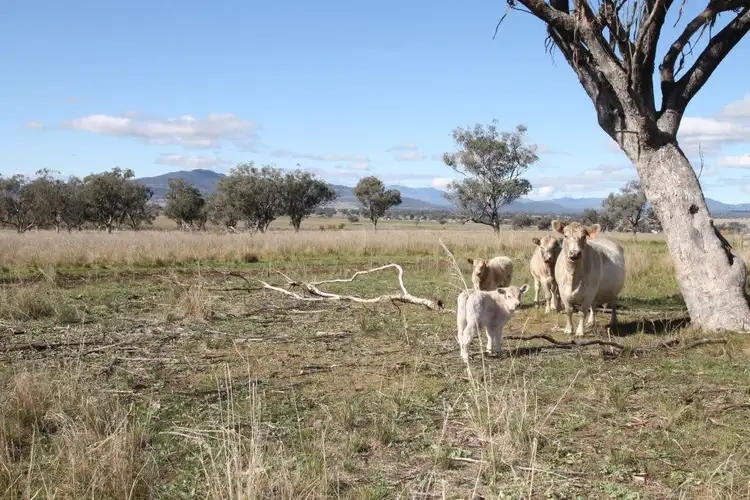 Seventh view of Homely rural property listing, Lot 12 Werris Creek Road, Quirindi NSW 2343