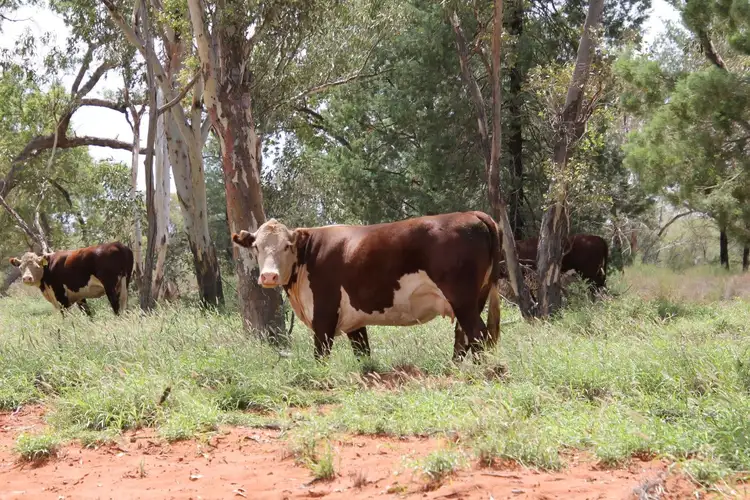 . BALONNE Highway, St George QLD 4487