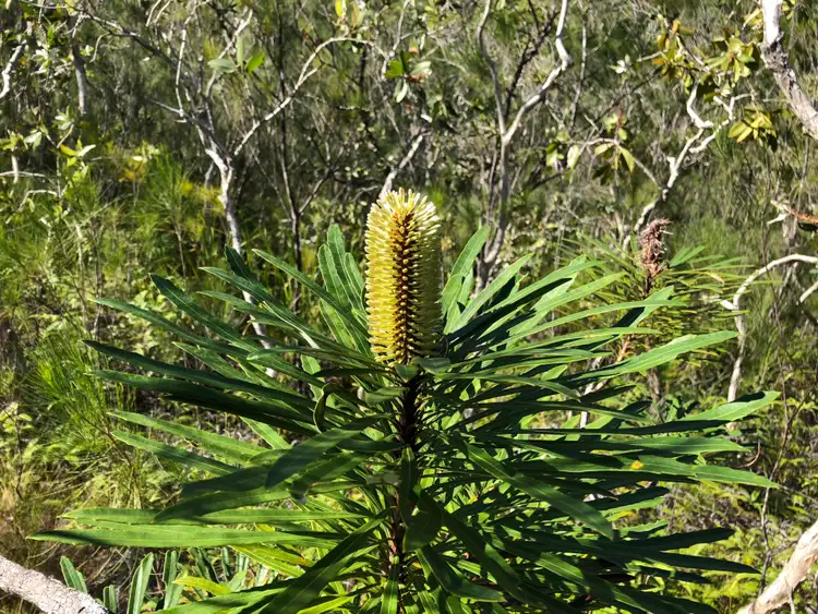 Fourth view of Homely land listing, Lot 3 Thornton Peak Drive, Daintree QLD 4873