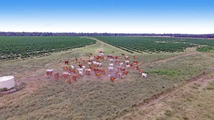 Fourth view of Homely rural property listing, "Comanche"1820 Comanche Road, Glenroy QLD 4702