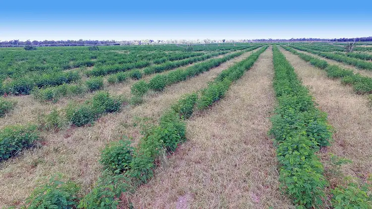 Fifth view of Homely rural property listing, "Comanche"1820 Comanche Road, Glenroy QLD 4702