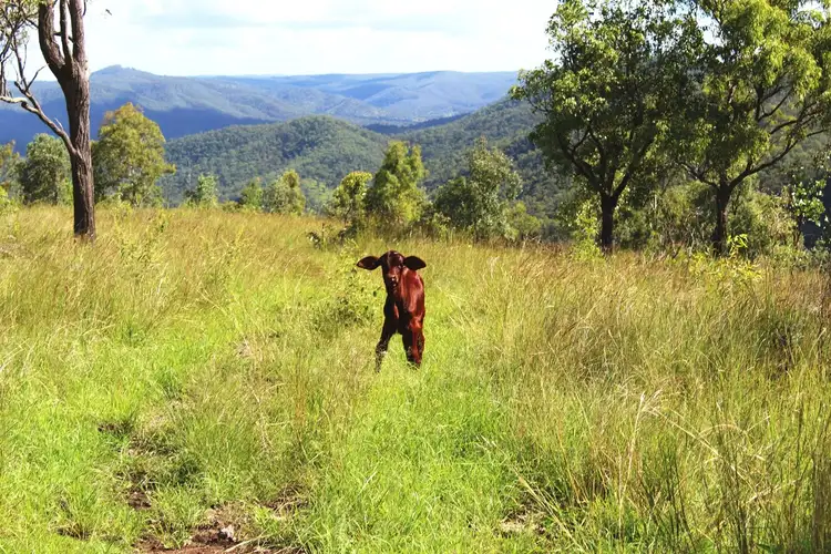 Second view of Homely rural property listing, Lot 1 Wells Station Road, Biarra QLD 4313