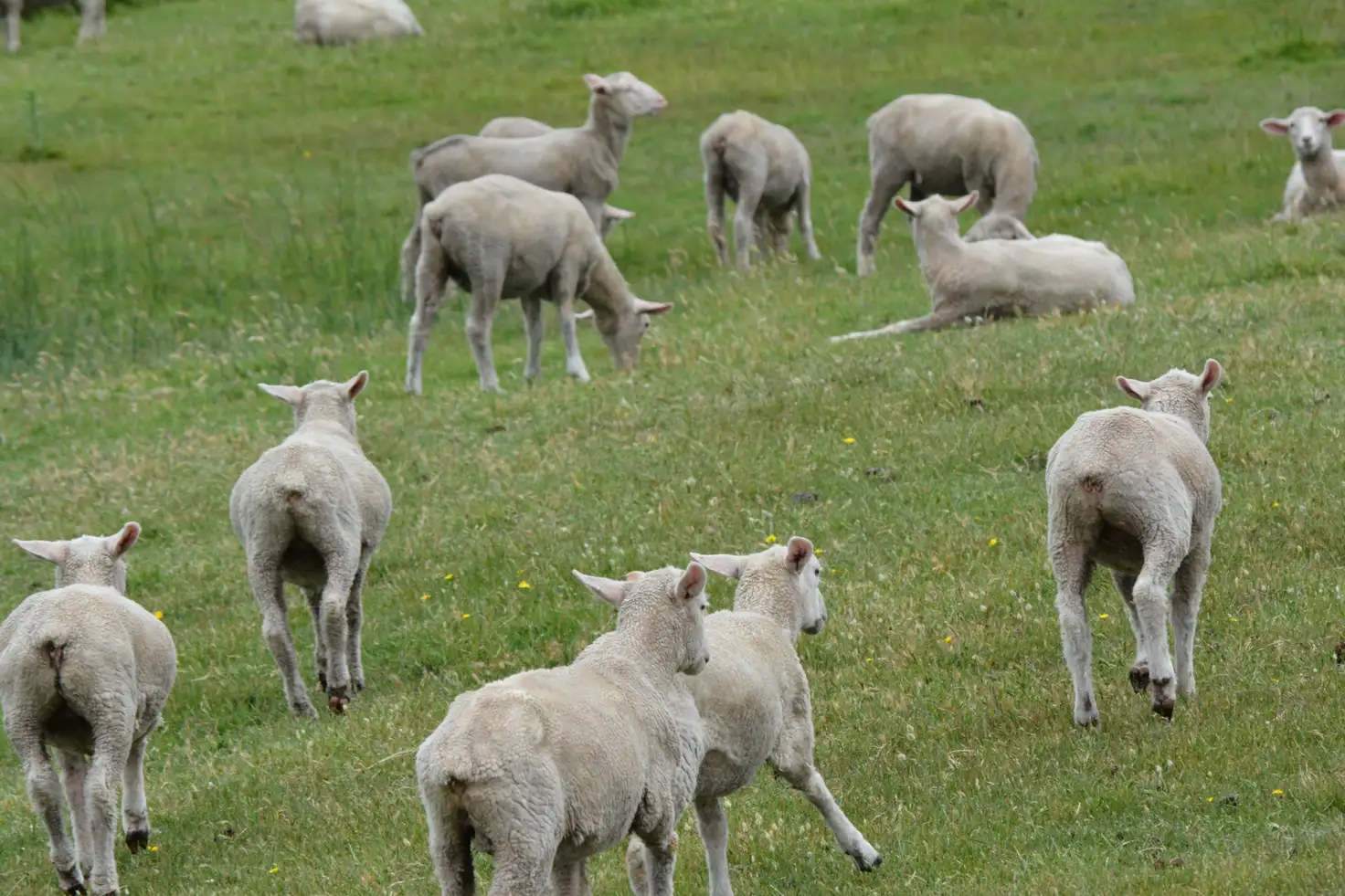 Main view of Homely rural property listing, 331 Boomaroo Park Road, Robe SA 5276