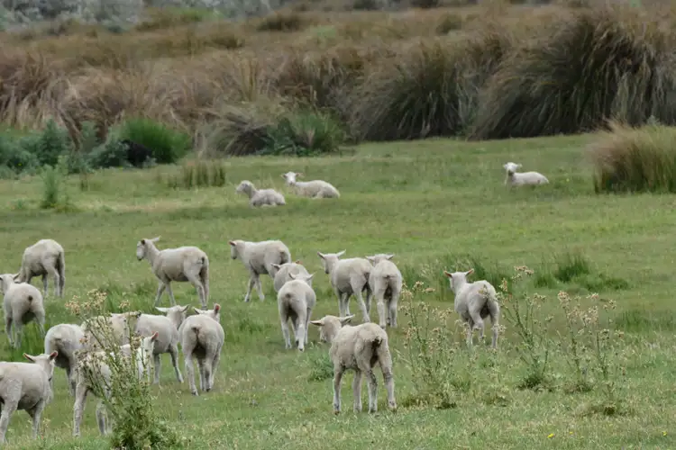 Second view of Homely rural property listing, 331 Boomaroo Park Road, Robe SA 5276