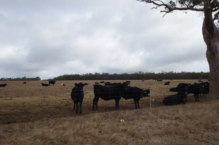 Seventh view of Homely rural property listing, 362 Quangellup Road, Mount Barker WA 6324