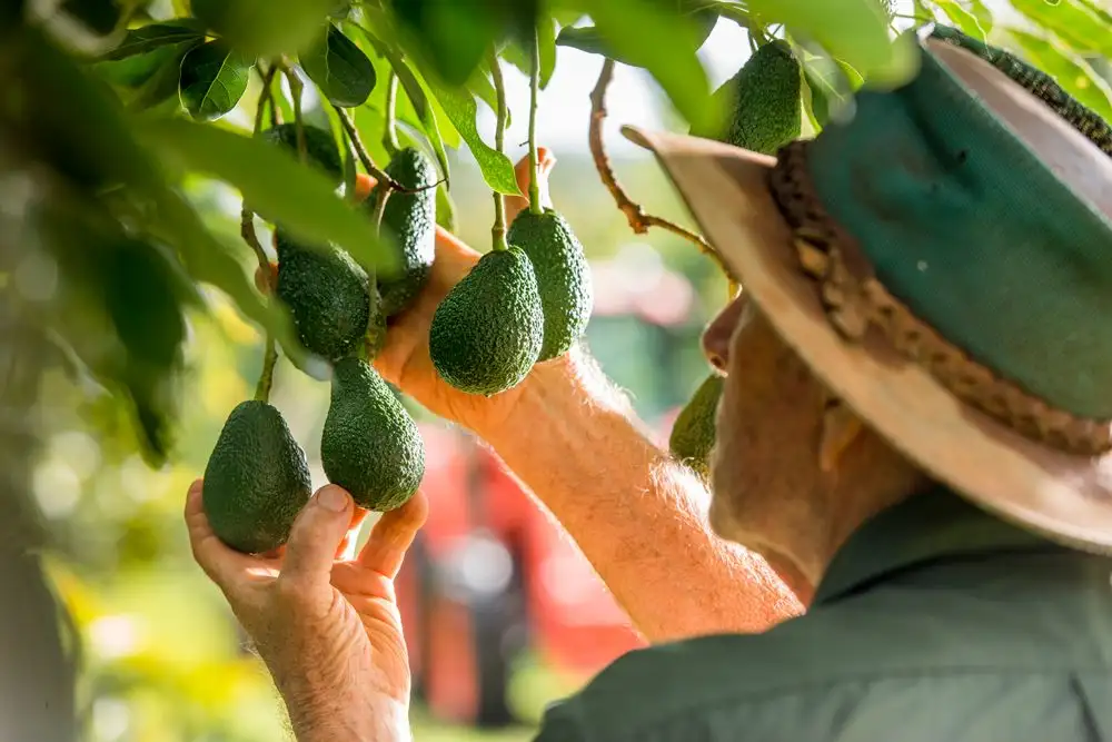 Main view of Homely rural property listing, 107 Cherry Creek Road, Cherry Creek QLD 4306