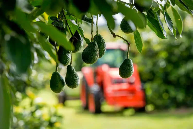 Fifth view of Homely rural property listing, 107 Cherry Creek Road, Cherry Creek QLD 4306