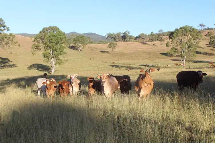 Main view of Homely rural property listing, 86 Godber Road, Cinnabar QLD 4600