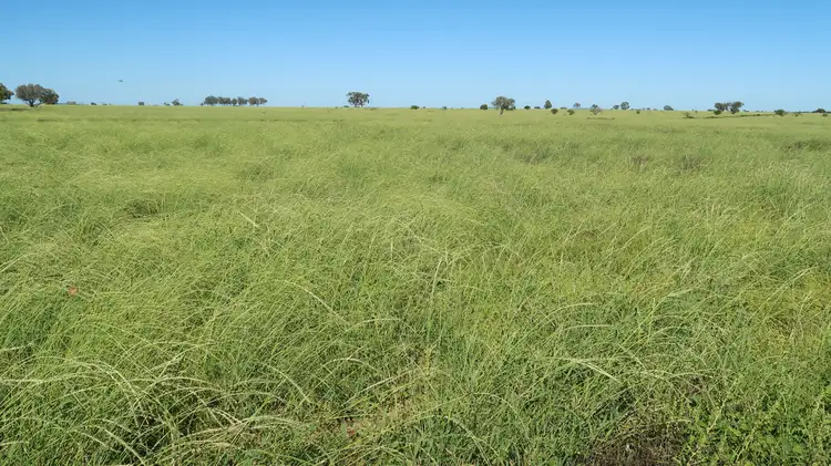 Fifth view of Homely rural property listing, 0 Terrick Road, Blackall QLD 4472