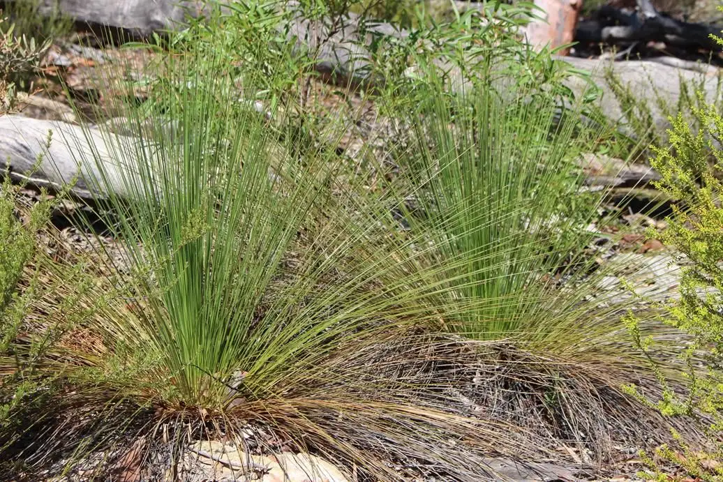 Main view of Homely rural property listing, Lot 6 12560 Gwydir Highway, Warialda NSW 2402