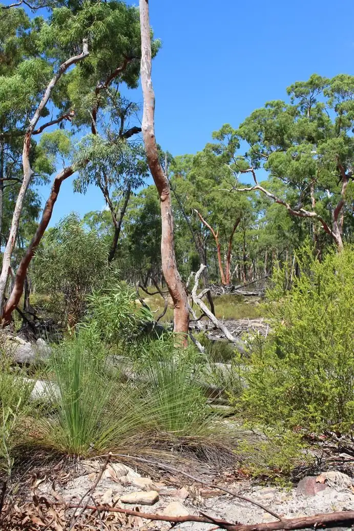 Second view of Homely rural property listing, Lot 6 12560 Gwydir Highway, Warialda NSW 2402
