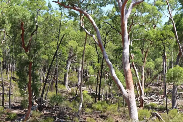 Third view of Homely rural property listing, Lot 6 12560 Gwydir Highway, Warialda NSW 2402