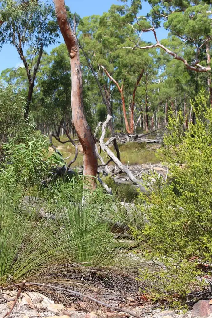 Main view of Homely rural property listing, Lot 3 12560 Gwydir Highway, Warialda NSW 2402