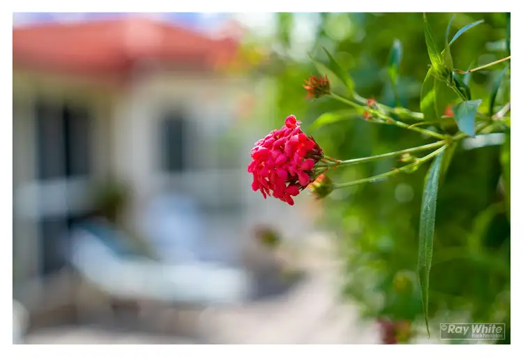 Fourth view of Homely house listing, 19 Harris Crescent, Norman Gardens QLD 4701