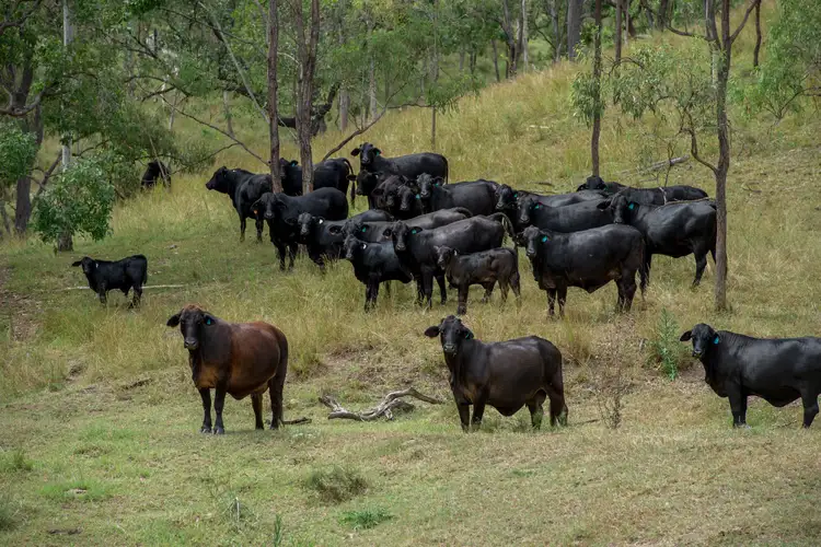 Fifth view of Homely rural property listing, 0 Tierney Road, Goomeri QLD 4601