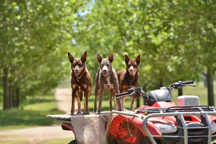 Fifth view of Homely rural property listing, Address available on request