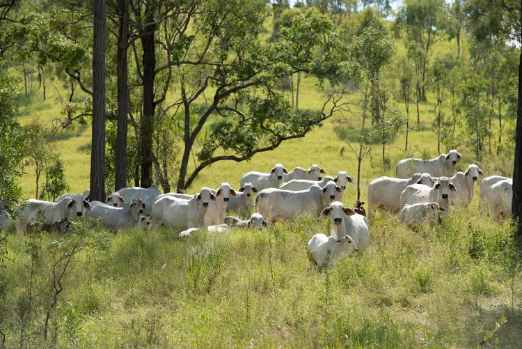 Fifth view of Homely rural property listing, 0 Euler Road, Boonara QLD 4601