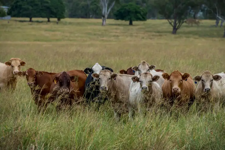 Sixth view of Homely rural property listing, 108 Undullah Road, Woodhill QLD 4285