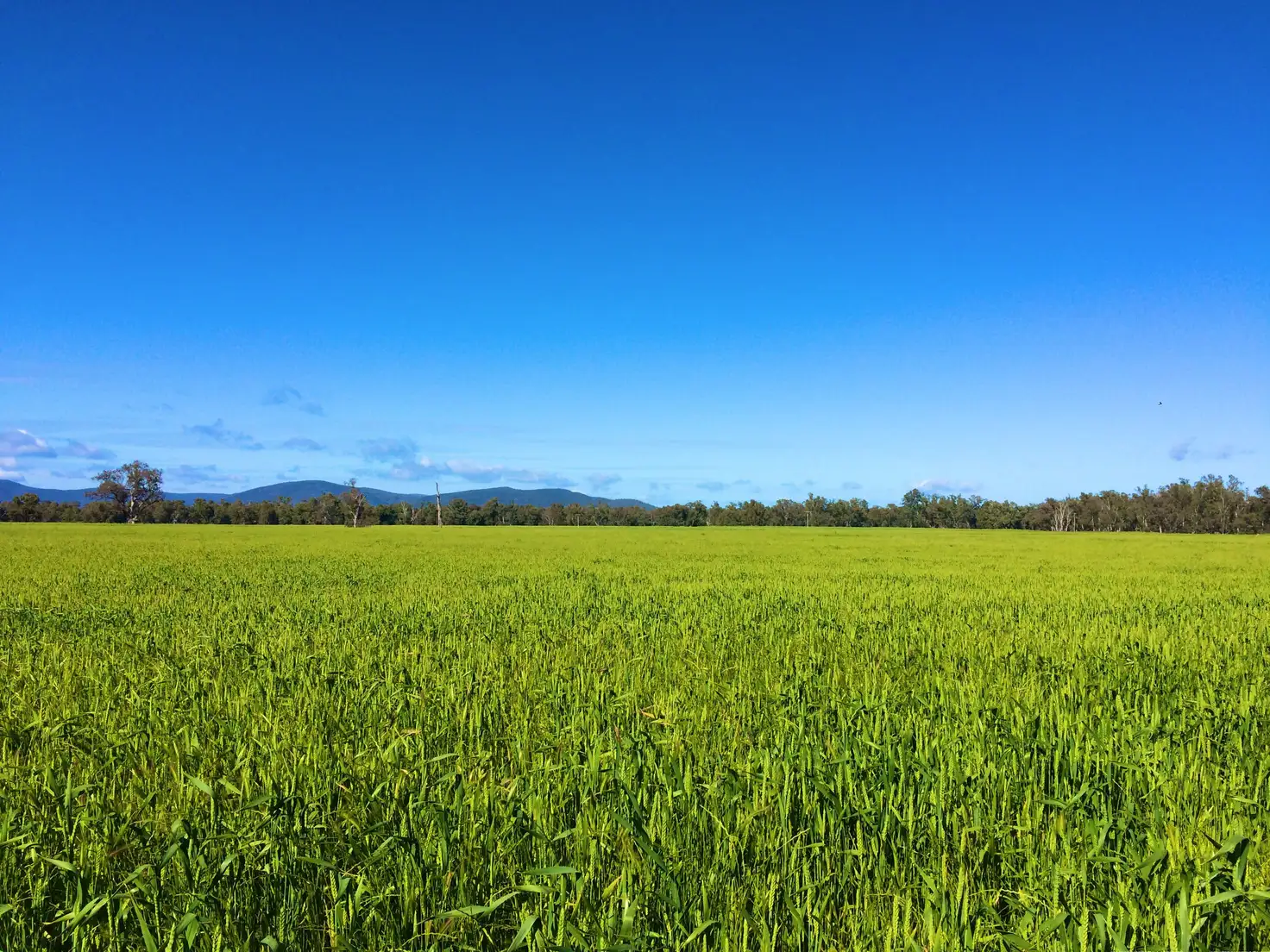 Main view of Homely rural property listing, Prairie Vale 2144 Casuarina Drive, Gooloogong NSW 2805