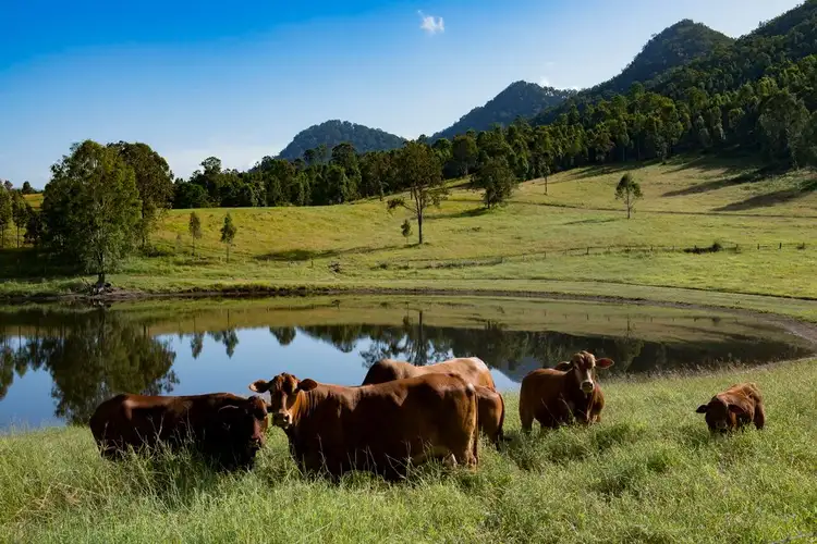 Seventh view of Homely rural property listing, 40 Traves Road, Sandy Creek QLD 4515