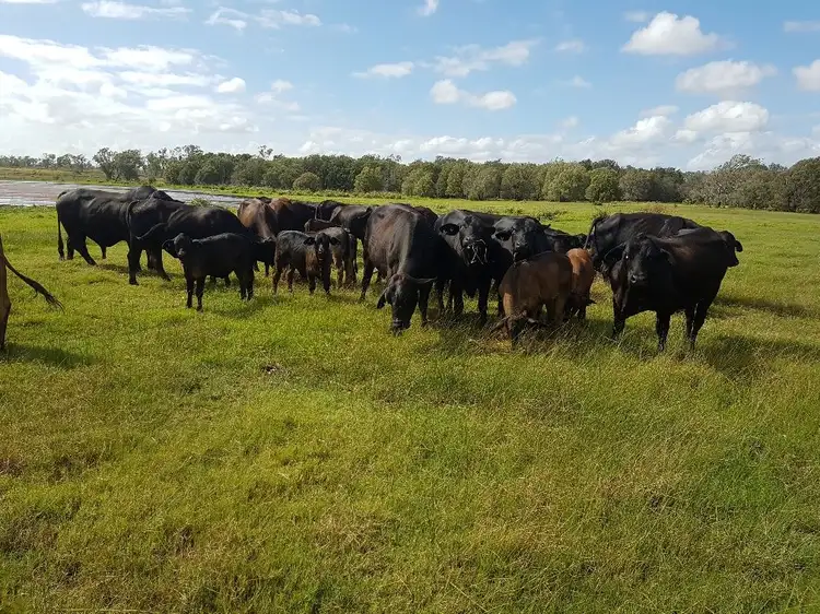 Main view of Homely rural property listing, 15 Watts Road (Lakeview), Gracemere QLD 4702