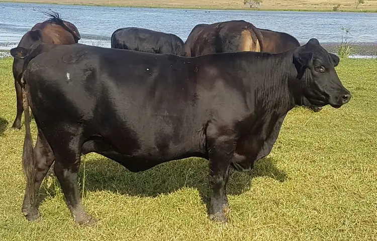 Second view of Homely rural property listing, 15 Watts Road (Lakeview), Gracemere QLD 4702