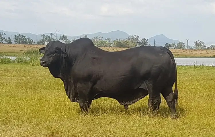 Third view of Homely rural property listing, 15 Watts Road (Lakeview), Gracemere QLD 4702