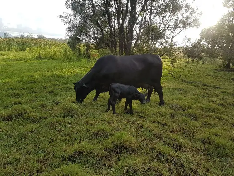 Seventh view of Homely rural property listing, 15 Watts Road (Lakeview), Gracemere QLD 4702