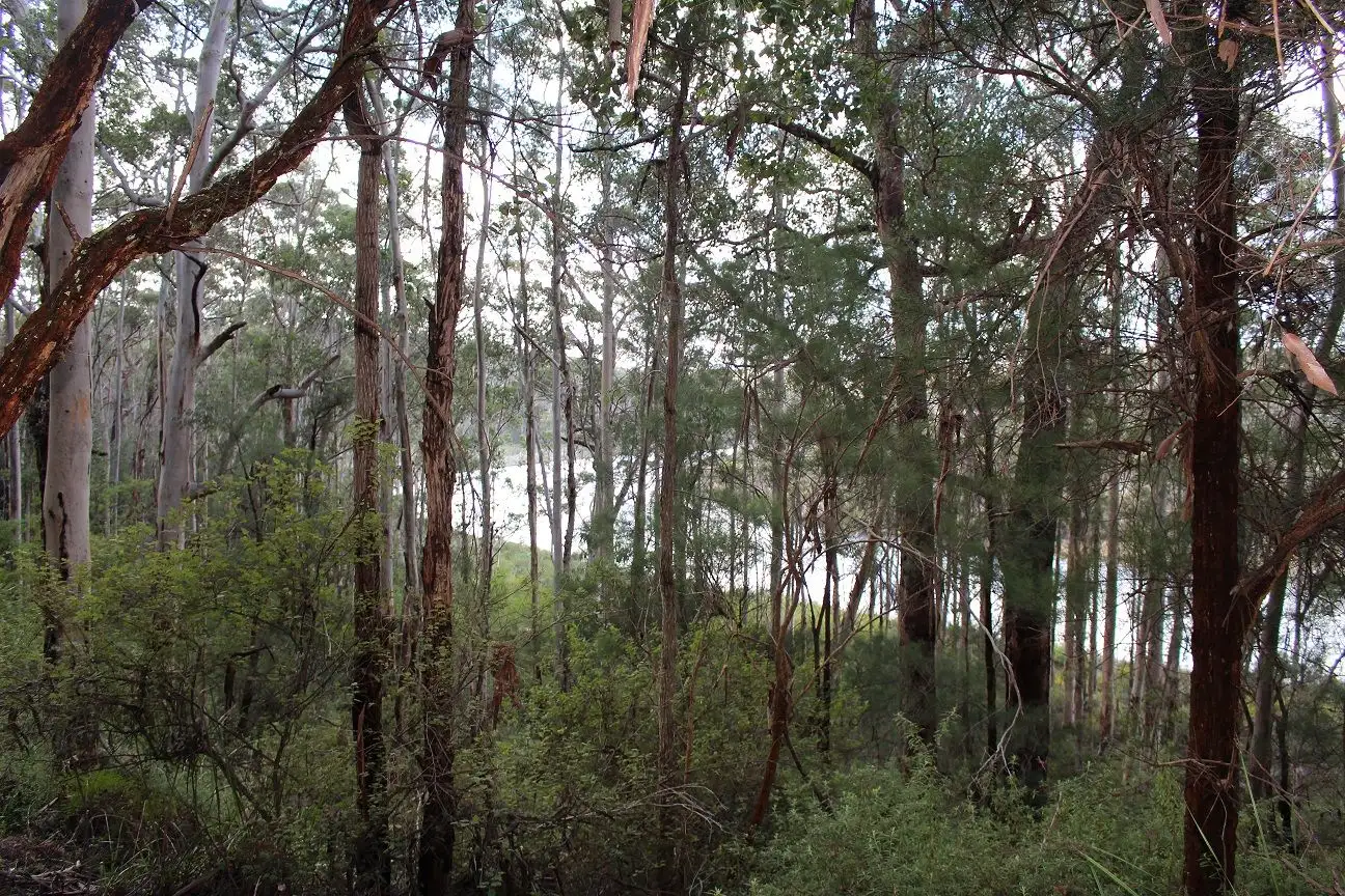 Main view of Homely land listing, 10 Kaba Grove, Nornalup WA 6333