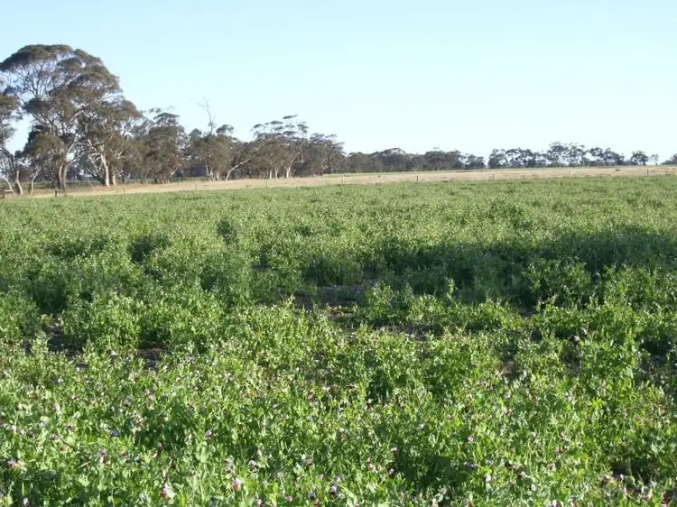 Second view of Homely rural property listing, 3 Goodridge Road, Mundulla SA 5270