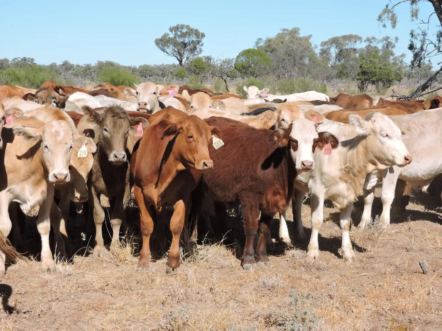 Main view of Homely rural property listing, 1168 Melrose Thornleigh Road, Blackall QLD 4472