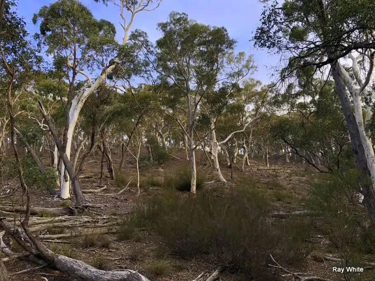 Main view of Homely rural property listing, 16 Stewarts Crossing, Braidwood NSW 2622