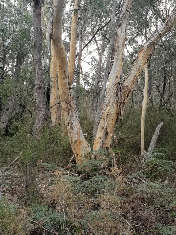 Third view of Homely rural property listing, 16 Stewarts Crossing, Braidwood NSW 2622