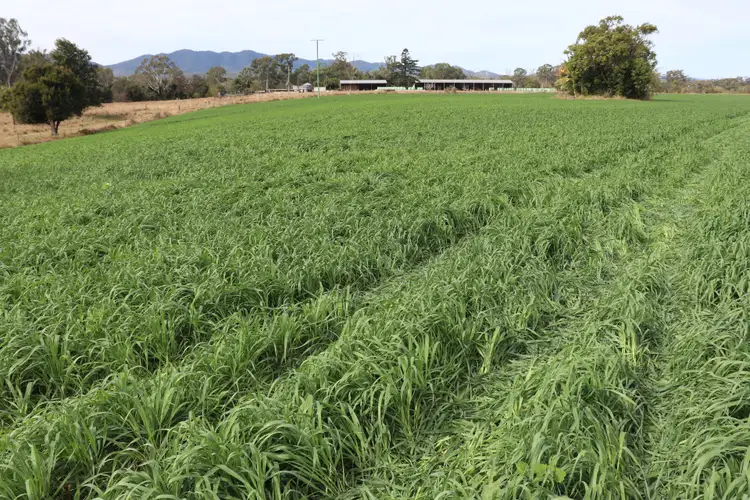 Seventh view of Homely rural property listing, 4615 Gladstone Monto Road, Boyne Valley QLD 4680
