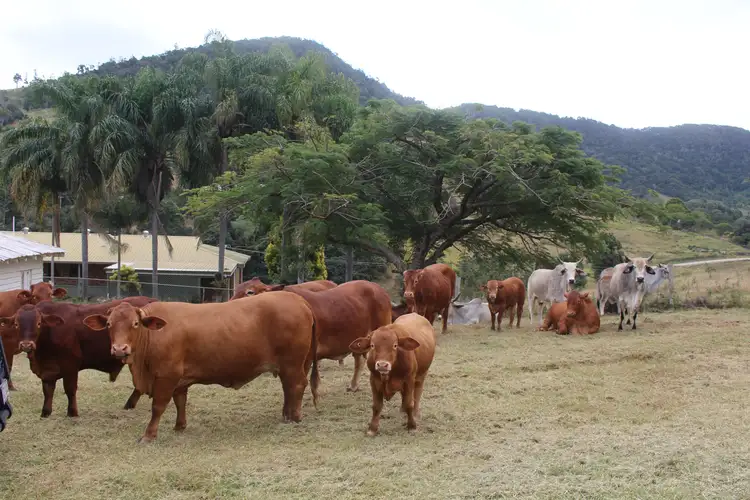 Seventh view of Homely rural property listing, 461 Mary's Creek Road, Marys Creek QLD 4570