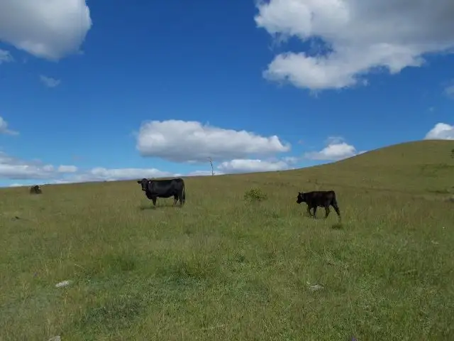 Fifth view of Homely rural property listing, 1472A Glendonbrook Road, Glendon Brook NSW 2330