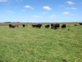 Sixth view of Homely rural property listing, Lot 193 Jervois Road, Wellington SA 5259