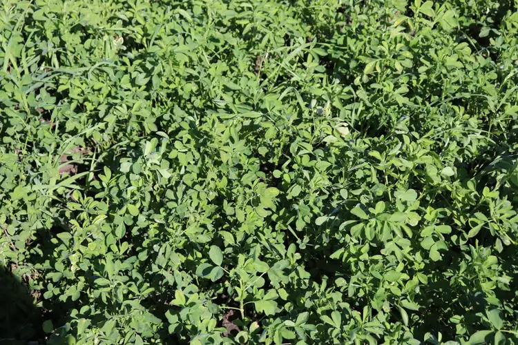 Sixth view of Homely rural property listing, 113 Golf Links Road, Monto QLD 4630