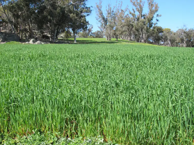 Fifth view of Homely rural property listing, Springbank Farm, Julimar Road, Toodyay WA 6566