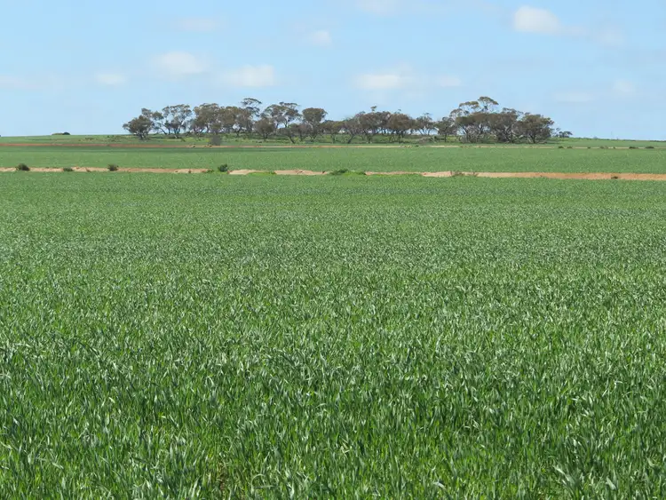 Sixth view of Homely rural property listing, Mitchells North, Coorow WA 6515