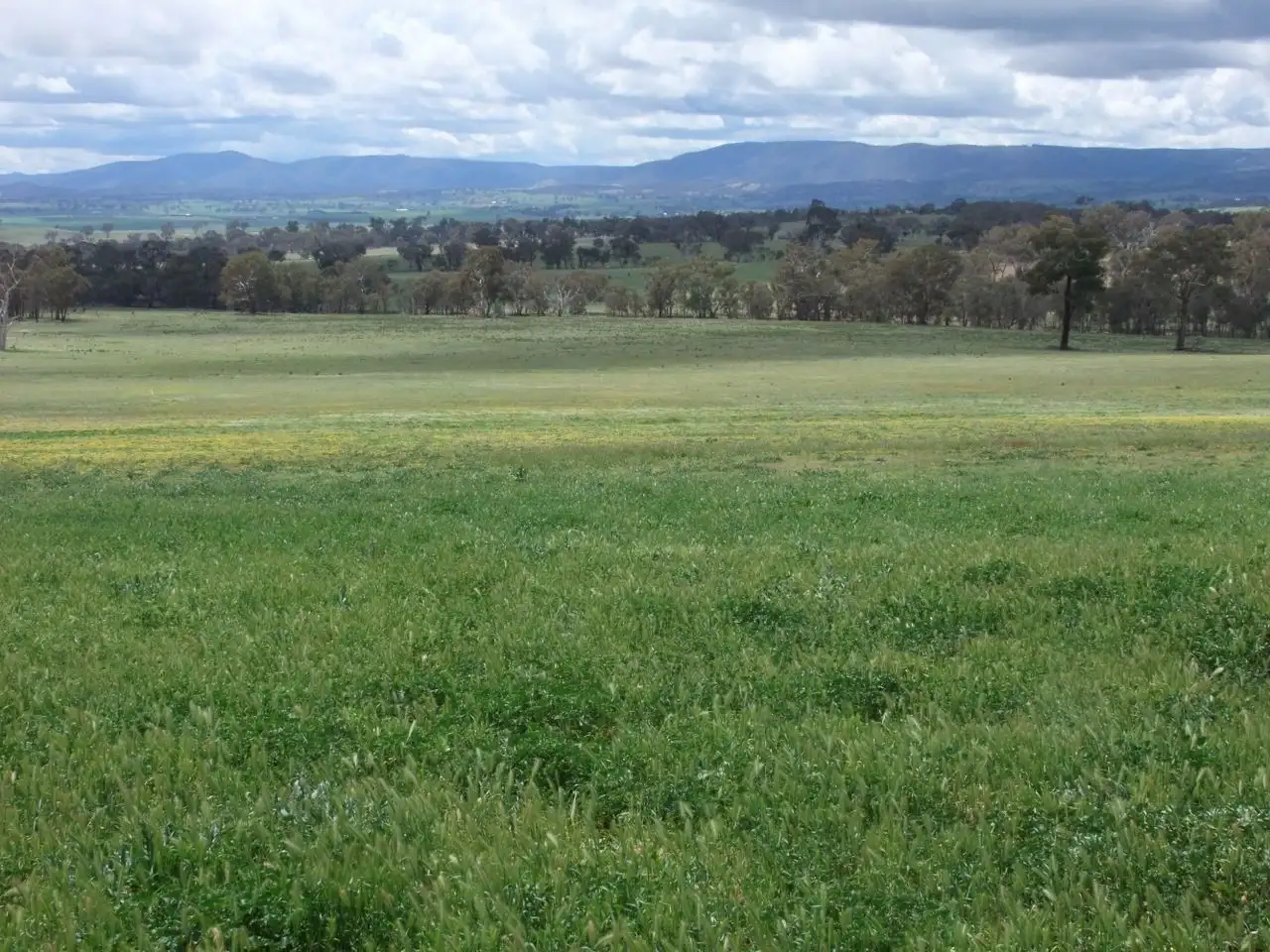 Main view of Homely rural property listing, 714 O'connell Plains Road, The Lagoon NSW 2795