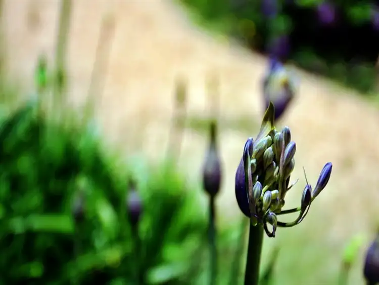 Lot 7 Alpina Place, Worrigee NSW 2540