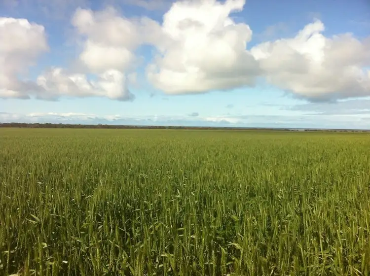 Main view of Homely rural property listing, 4 Sections Hundred of Playford, Cowell SA 5602
