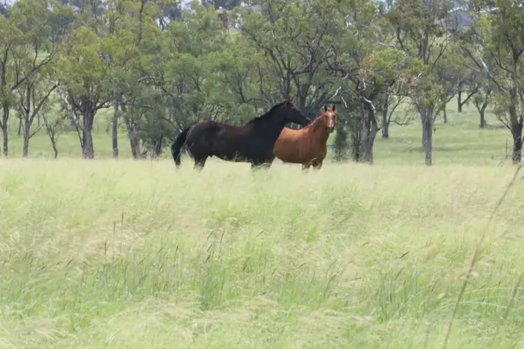 Sixth view of Homely rural property listing, 0 ALVALEA East, Roma QLD 4455